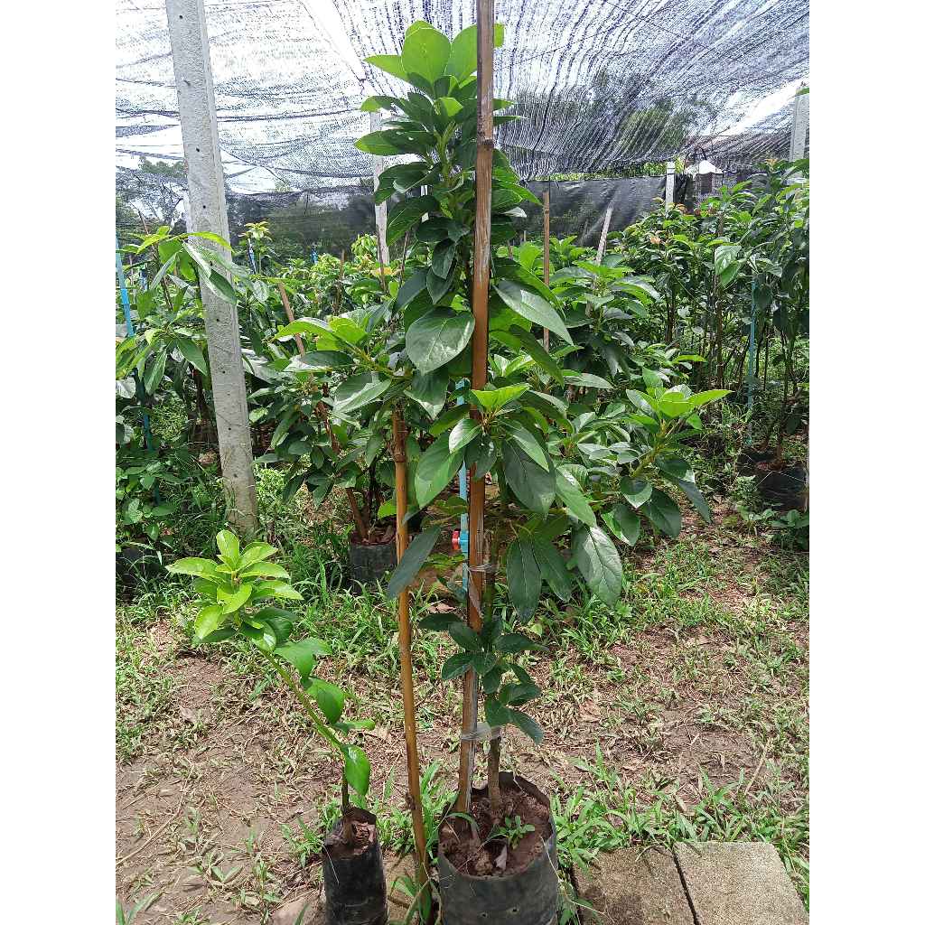 ต้นอะโวคาโด้ ปีเตอร์สัน เปลี่ยนยอด ไชร์ใหญ่ XL สูง 1.20 - 1.40 เมตร Peterson avocado tree