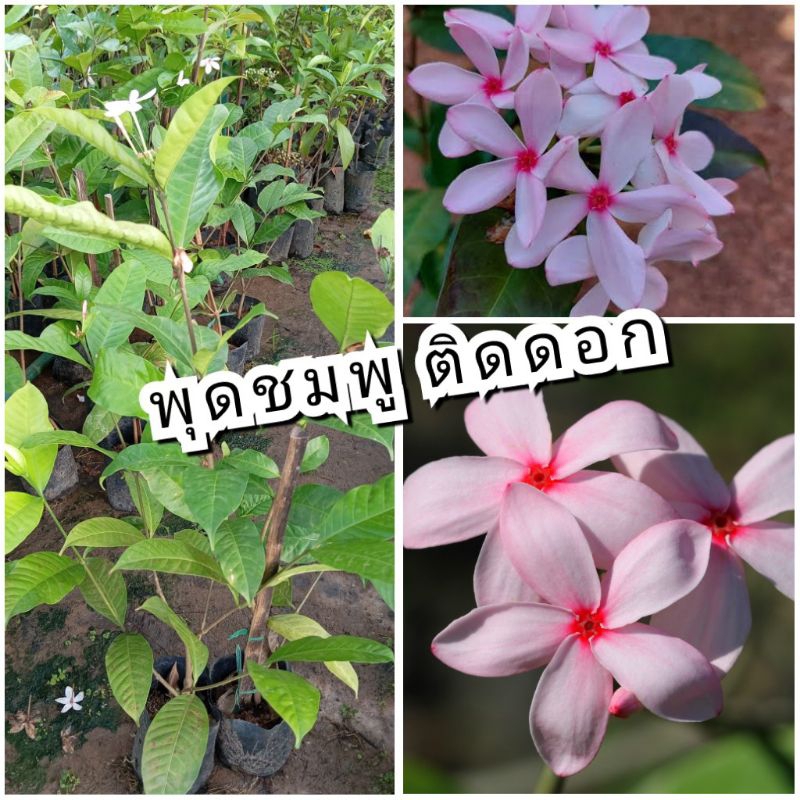 ต้นดอกพุดชมพู สีชมพู