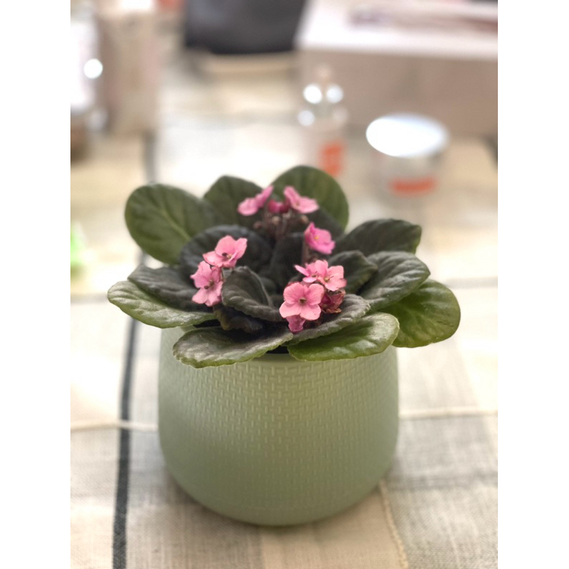 ต้นแอฟริกันไวโอเลต African Violet ราชินีแห่งดอกไม้ในบ้าน