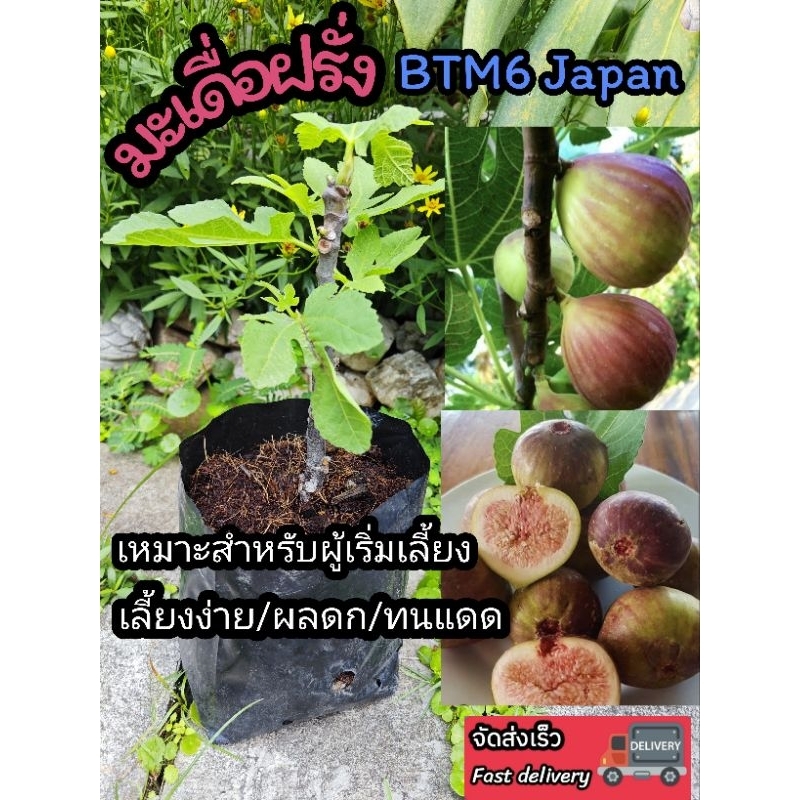 ต้นฟิกซ์​ ต้นมะเดื่อฝรั่งBTM6 ญี่ปุ่น Japan fig บราวน์ตุรกี ผลไม้ ผักสลัด ต้นกล้า กิ่งตอน เมล็ดพันธุ์ จัดสวน ดิน ปุ๋ย