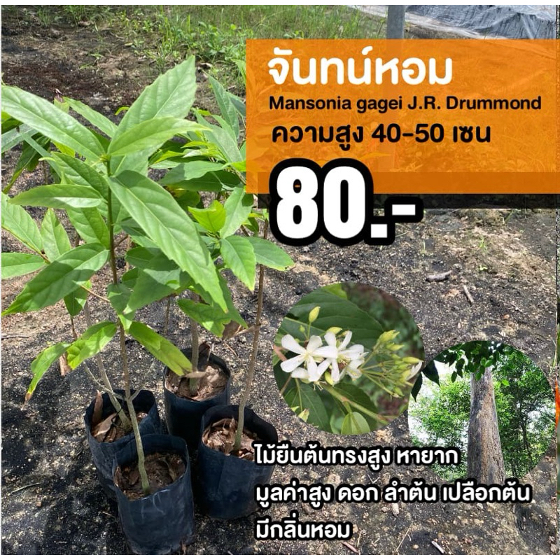 ต้นจันทน์หอม (จำนวน 2 ต้น) ไม้หายาก ไม้มงคล ไม้ทำพระโกศ
