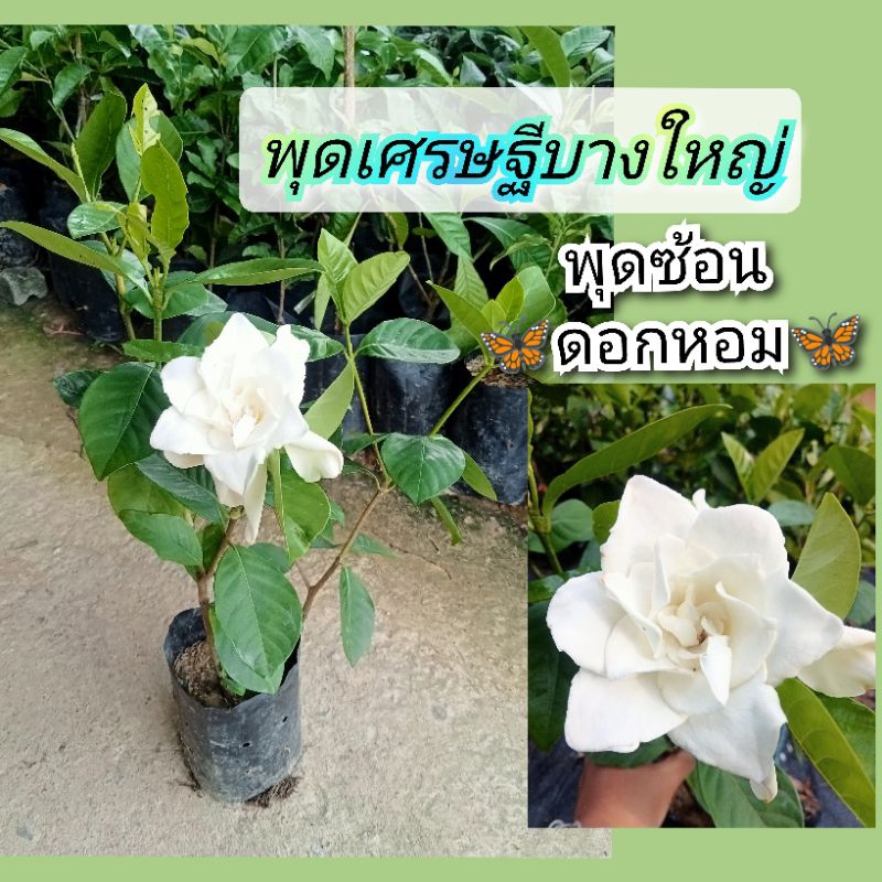 พุดเศรษฐีบางใหญ่,พุดซ้อน🌸ดอกใหญ่หอมสดชื่น🌸สูง40-50ซมถุง6นิ้วต้นพร้อมให้ดอก