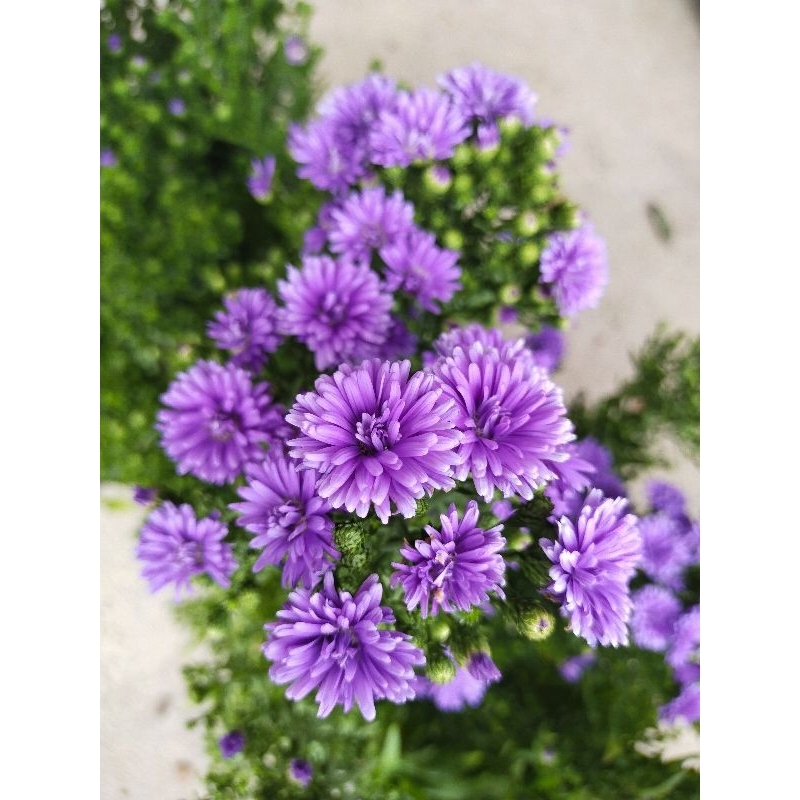 Chrysanthemum fructescens มากาเร็ต ญี่ปุ่น สีม่วง