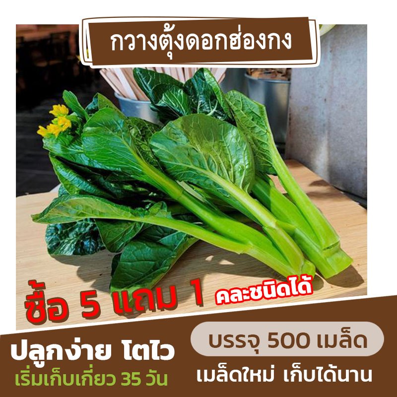 เมล็ดพันธุ์ กวงตุ้งดอกฮ่องกง แบ่งขาย 500 เมล็ด (ซื้อ 5 แถม 1) คละชนิดได้