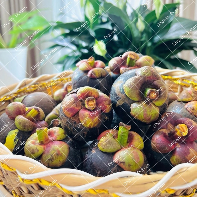 มังคัด มังคุดหวาน มังคุดจันทบุรี คัดพิเศษ หวาน อร่อย