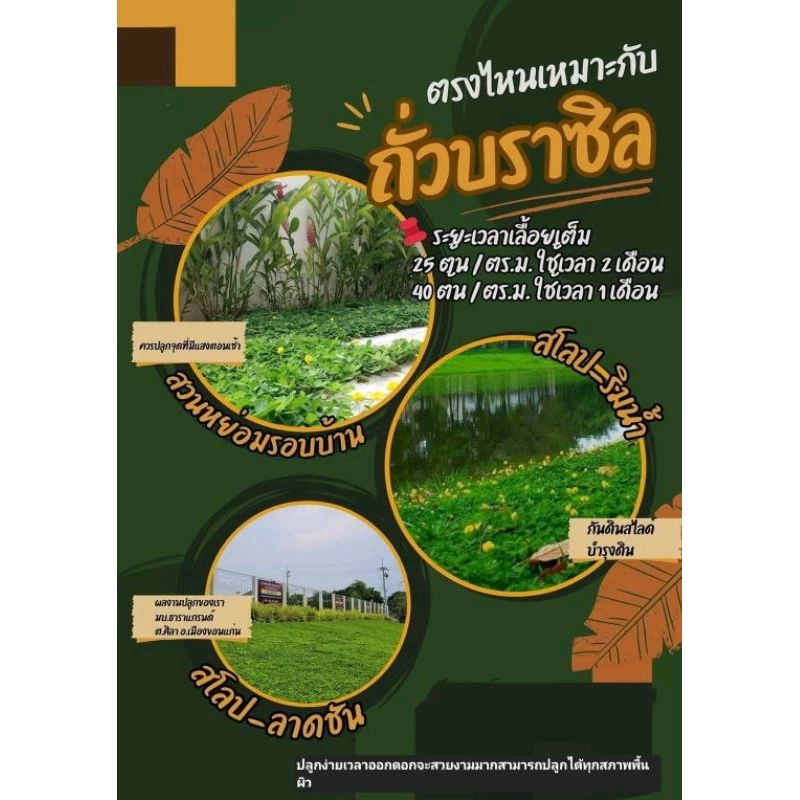 เมล็ดพันธ์ถั่วบราซิล (50เมล็ด )ตกแต่งสวน ไม้ดอกไม้ประดับ ตกแต่งบ้านและสวน พืชคลุมดิน บำรุงดิน

<p>“><center></p>
<h4></h4>
<p><p><font color=
