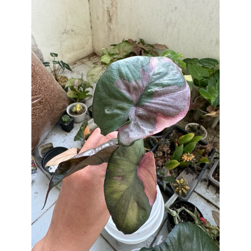 เซเรนดิพิตี้ Alocasia serendipity ด่างสวย ไม้หน่อจากแม่สวย