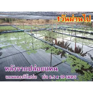แหนแดงไมโครฟิลล่า แหนแดงเกษตร สด ใหม่ ปลอดสารพิษ แข็งแรง ไนโตรเจน โปรตีนสูง