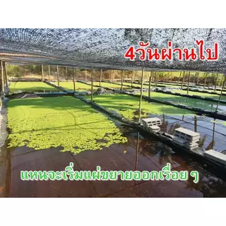 แหนแดงไมโครฟิลล่า แหนแดงเกษตร สด ใหม่ ปลอดสารพิษ แข็งแรง ไนโตรเจน โปรตีนสูง