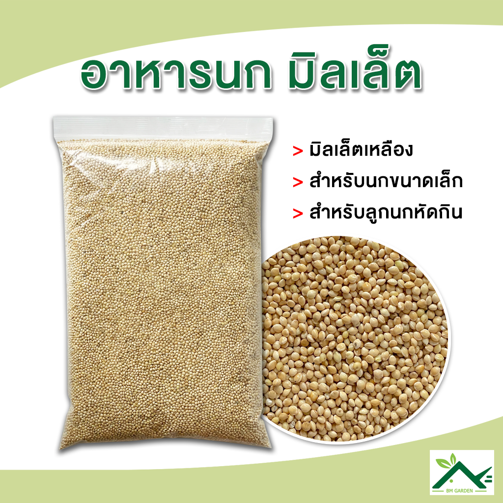 มิลเล็ตเหลือง อาหารนก เกรด A ขนาด 1 กิโลกรัม