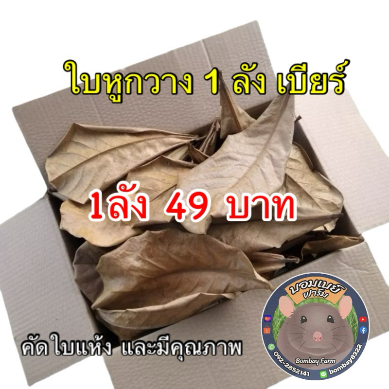 ใบหูกวางแห้ง1 ลังเบียร์