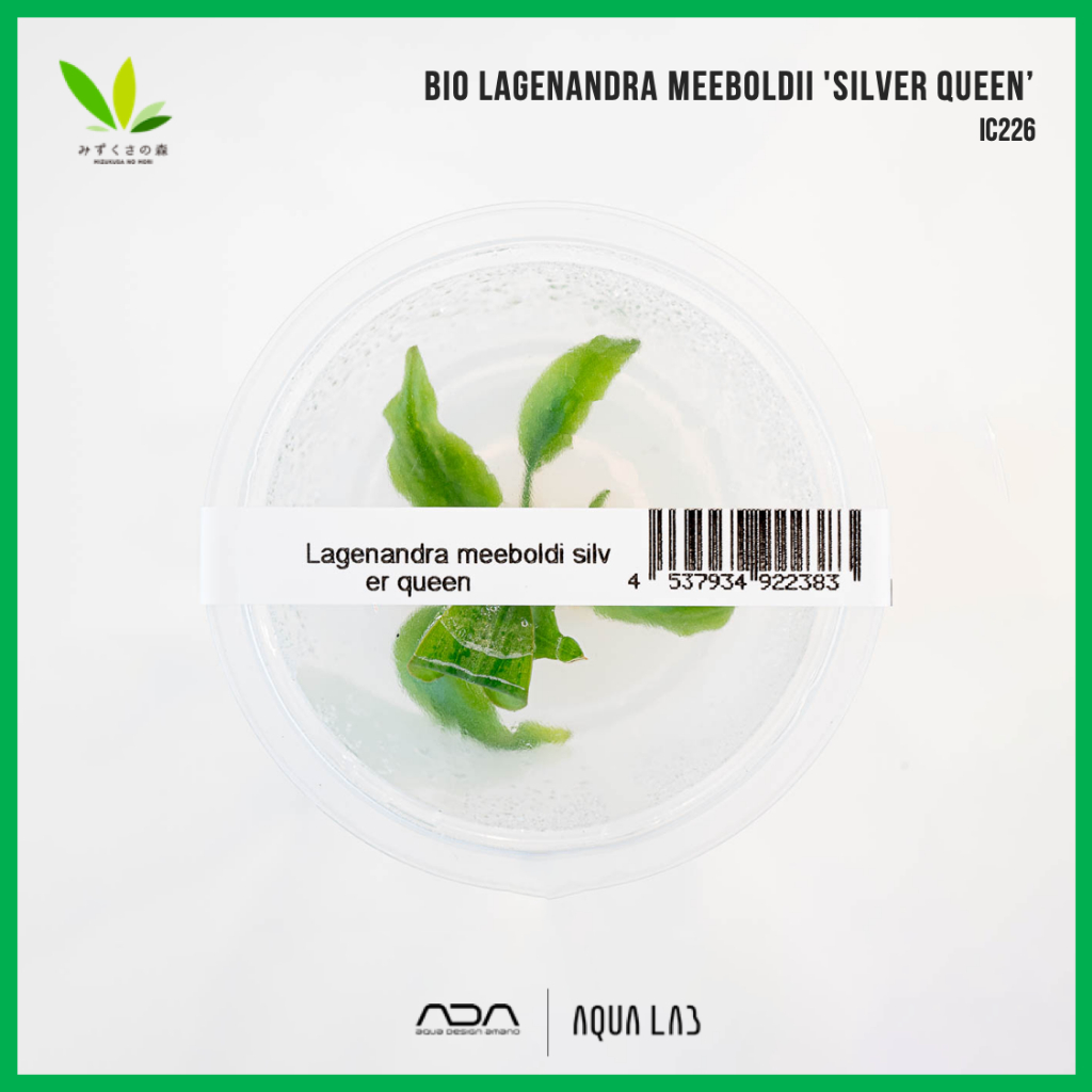 BIO Lagenandra meeboldii 'Silver Queen' (ลาเจนนันดร้า ซิลเวอร์ควีน) [ไม้น้ำ - Aquatic Plant] IC226