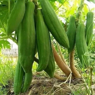 เมล็ดมะละกอพันธุ์แก้วกลางดง 10 กรัม จำนวน 500 - 600 เมล็ด