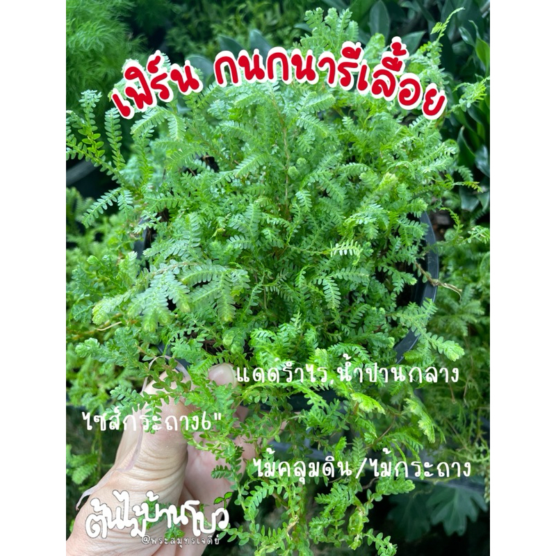 ต้นเฟิร์นกนกนารีเลื้อย กระถาง6" ไม้กระถาง/ปลูกคลุมดิน แดดรำไร