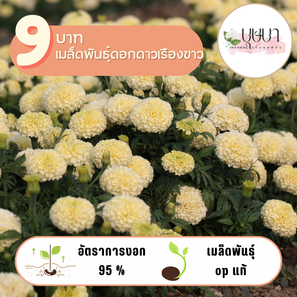 ดอกดาวเรืองขาว 9บาท 60เมล็ด
