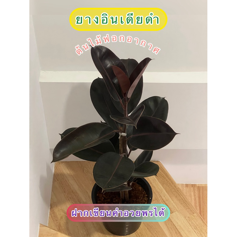 ยางอินเดียดำ ต้นสูง60-90ซ.ม. ตกแต่งบ้าน ฟอกอากาศ ในกระถาง11นิ้ว/จัดส่งพร้อมกระถาง/กรุณาสั่งครั้งละ1-2ต้น
