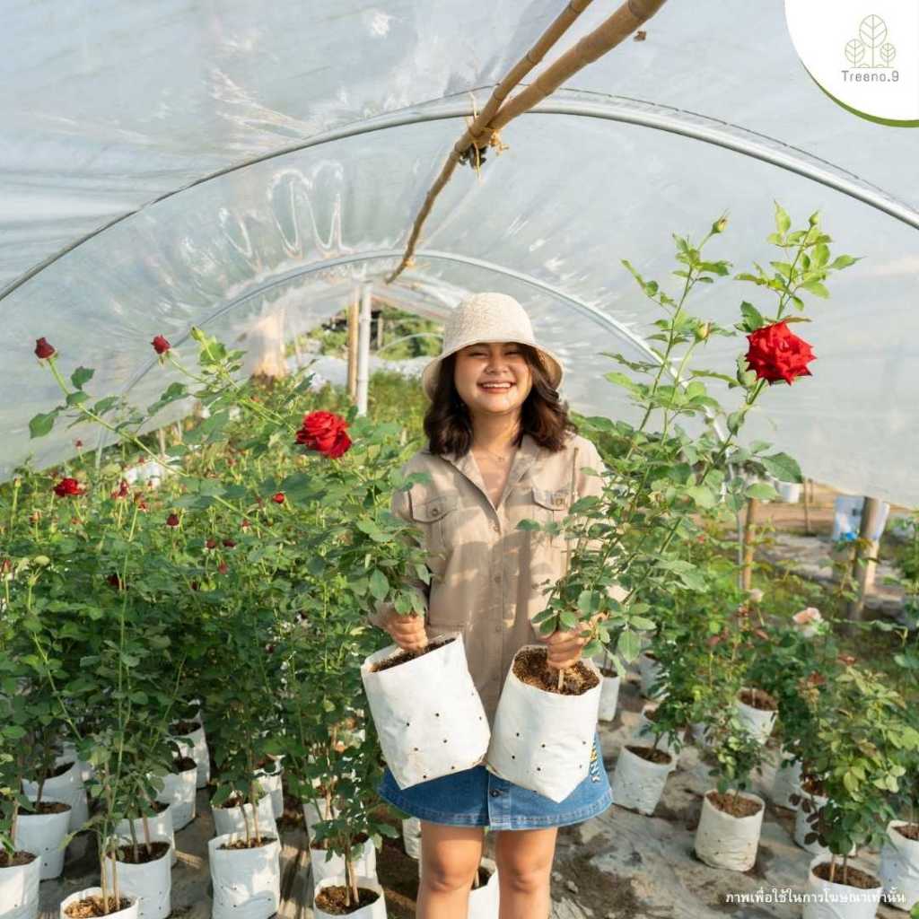 ไลฟ์สด กุหลาบถุงขาว 8 นิ้ว วันที่ 27/06/2026 - / รหัส 101-200 กุหลาบ เฉพาะไลฟ์สด นอกไลฟ์สดคละสายพันธุ์