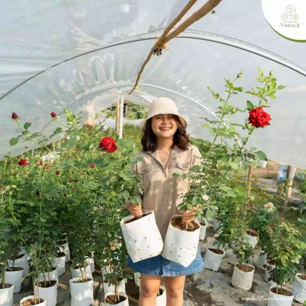 ไลฟ์สด กุหลาบถุงขาว 8 นิ้ว วันที่ 13/08/2026 - / รหัส 101-200 กุหลาบ เฉพาะไลฟ์สด นอกไลฟ์สดคละสายพันธุ์