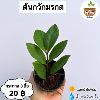 ต้นกวักมรกต จัดส่งที่ 2 ต้นขึ้นไป คละแบบได้