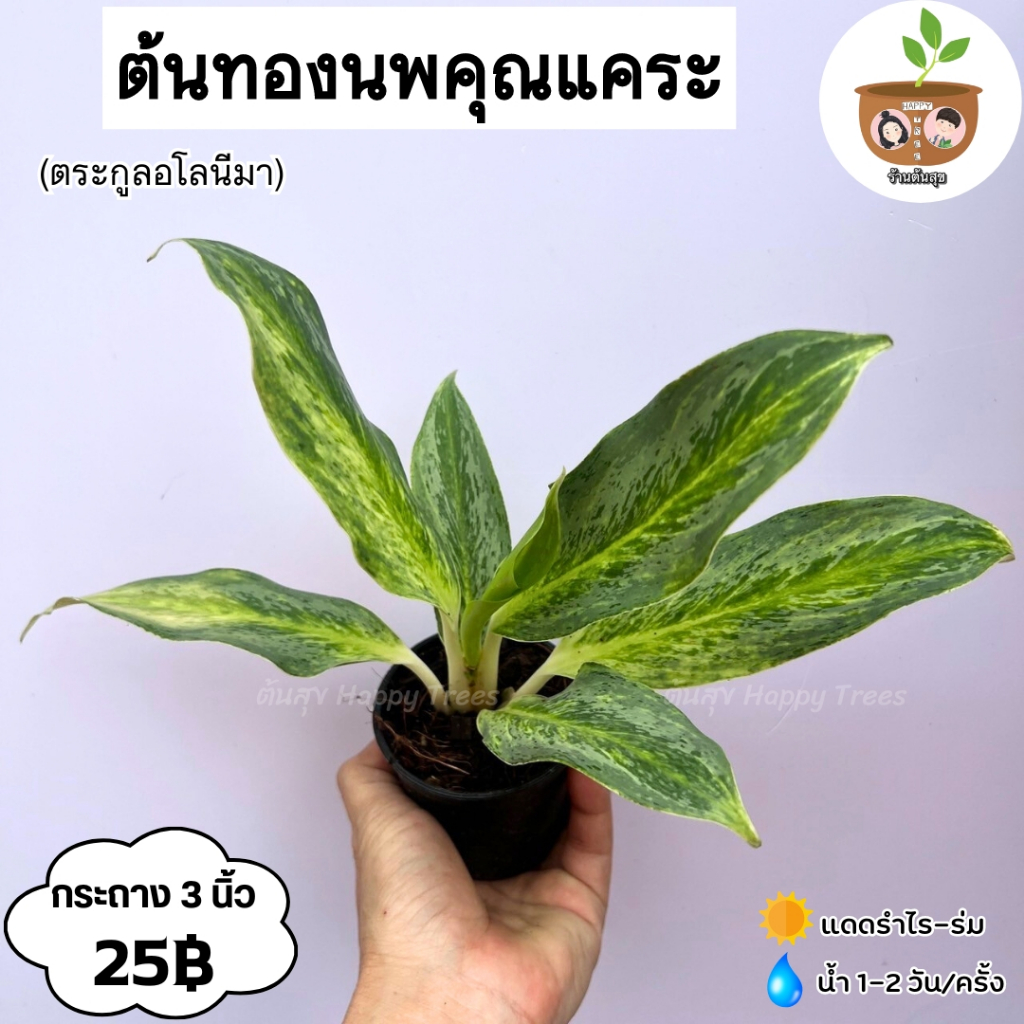 ต้นทองนพคุณแคระ จัดส่ง 2 ต้นขึ้นไป คละแบบได้