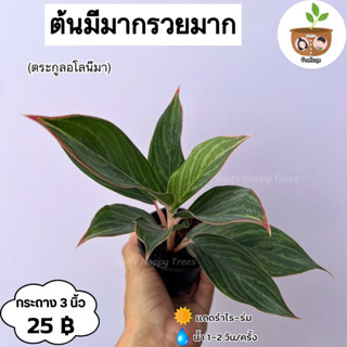 ต้นมีมากรวยมาก จัดส่ง 2 ต้นขึ้นไป คละแบบได้