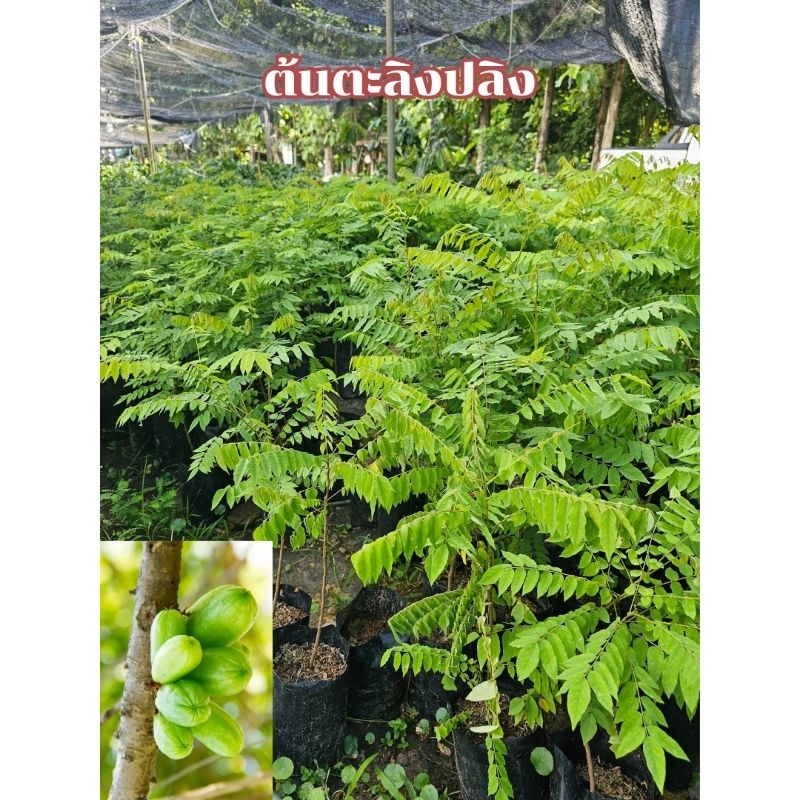 ต้นตะลิงปลิง พร้อมปลูก ให้ผลดก เสียหายจากขนส่งเคลมฟรี