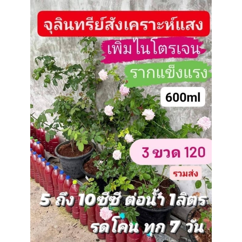 จุลินทรีย์​สังเคราะห์​แสง​ ชุดละ 3 ขวด​ ขวดละ 600 ml เพิ่มไนโตรเจน​ รากแข็งแรง​