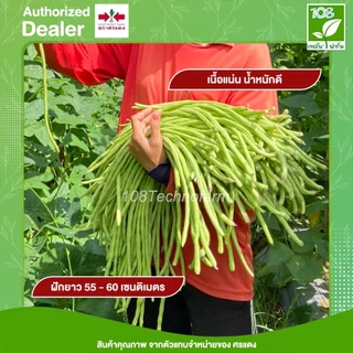 เมล็ดพันธุ์ ถั่วฝักยาว ลำน้ำพอง2 (เมล็ดเคลือบ) (500กรัม)