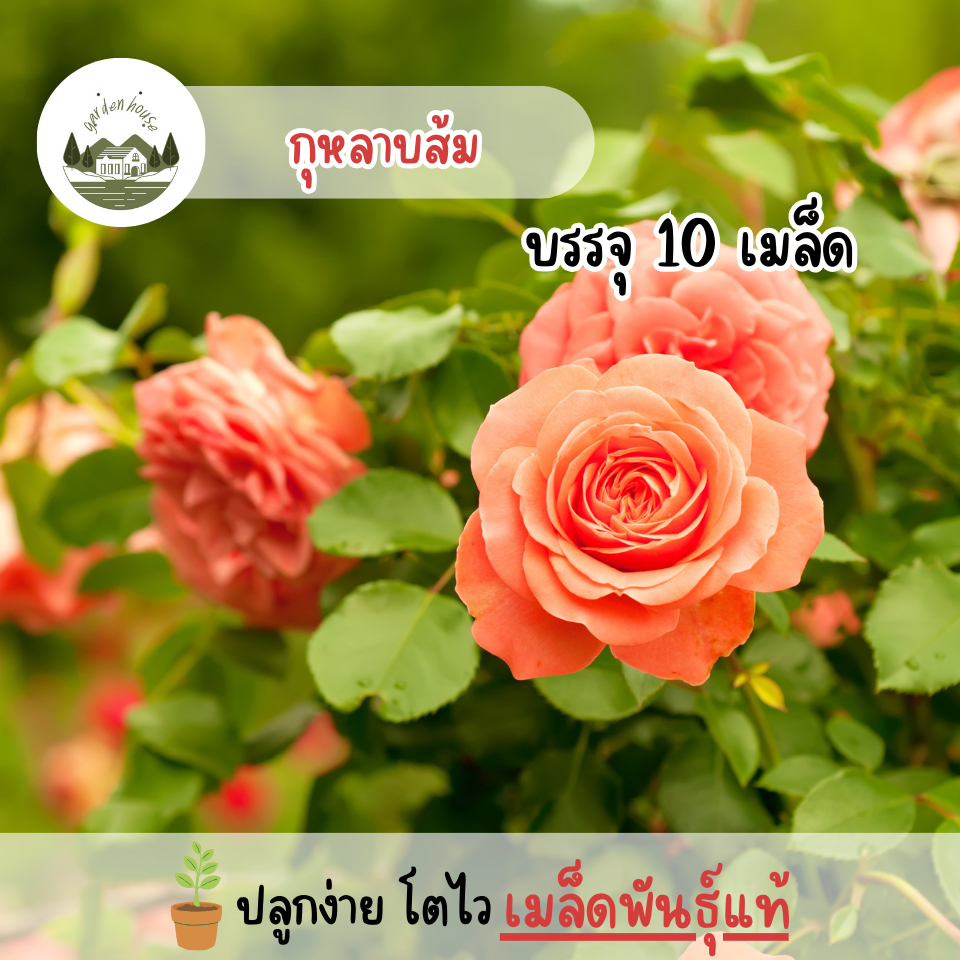 กุหลาบสีส้ม 10 เมล็ด