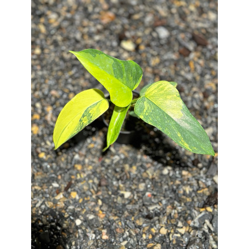 ฟิโลเดนดรอนไวโอลินด่าง (Philodendron Violin Variegated)