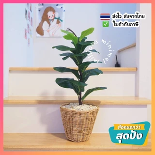 ราคาถูกที่สุด ต้นไม้ปลอม ต้อนมอนสเตอร่า ต้นไทรใบสัก พร้อมตะกร้าหวาย แถมฟรีหินโรยจ้าา