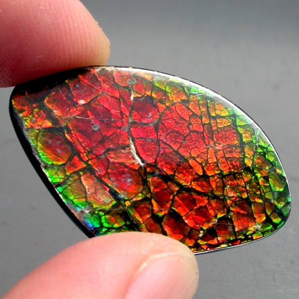 Ammolite แอมโมไลต์ (Ammolite) อัญมณีโลกล้านปีสุดหายาก อัญมณีนำโชค อัญมณีสะสม