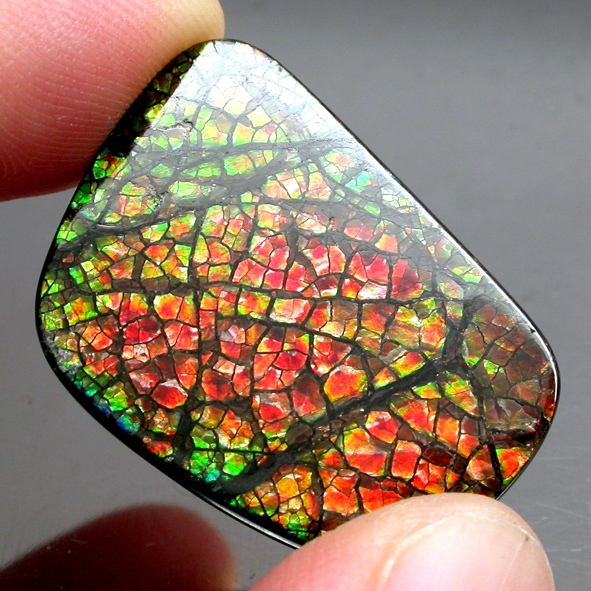 Ammolite แอมโมไลต์ (Ammolite) อัญมณีโลกล้านปีสุดหายาก อัญมณีนำโชค อัญมณีสะสม