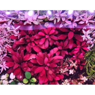 แซลม่อนแดง (Samolus Parviflorus)