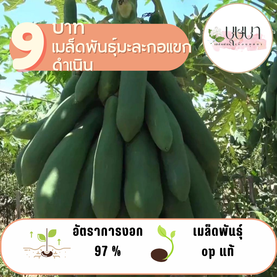 มะละกอแขกดำเนิน 20 เมล็ด 9 บาท