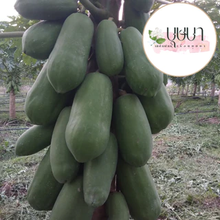 มะละกอฮอลแลนด์ 20 เมล็ด 9 บาท