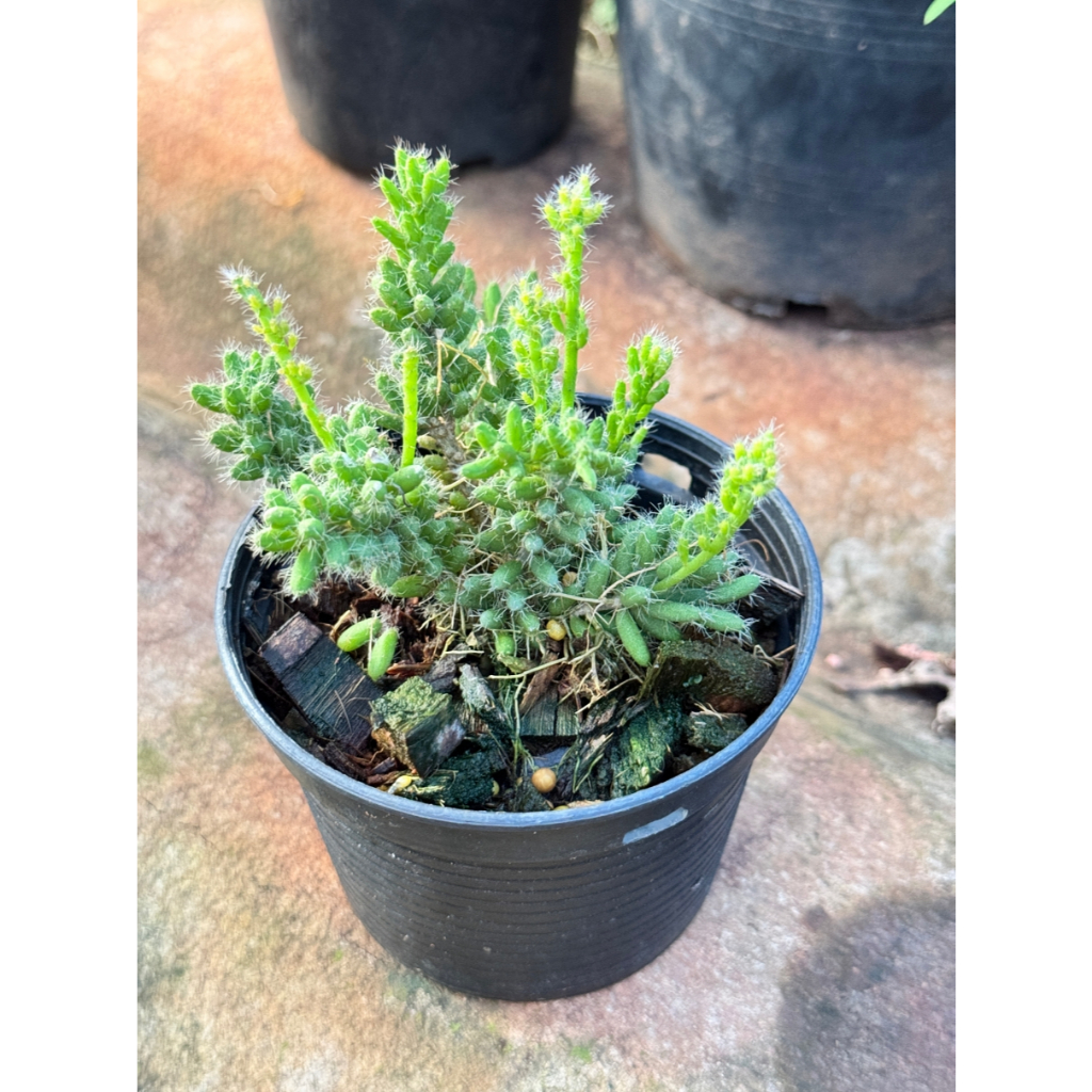 มุมมอง 4