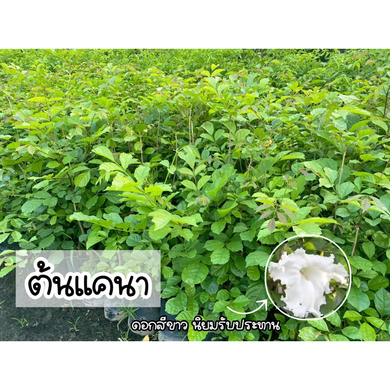 ต้นแคนา ดอกสีขาว ประโยชน์หลากหลายทั้งต้น ต้นแข็งแรง