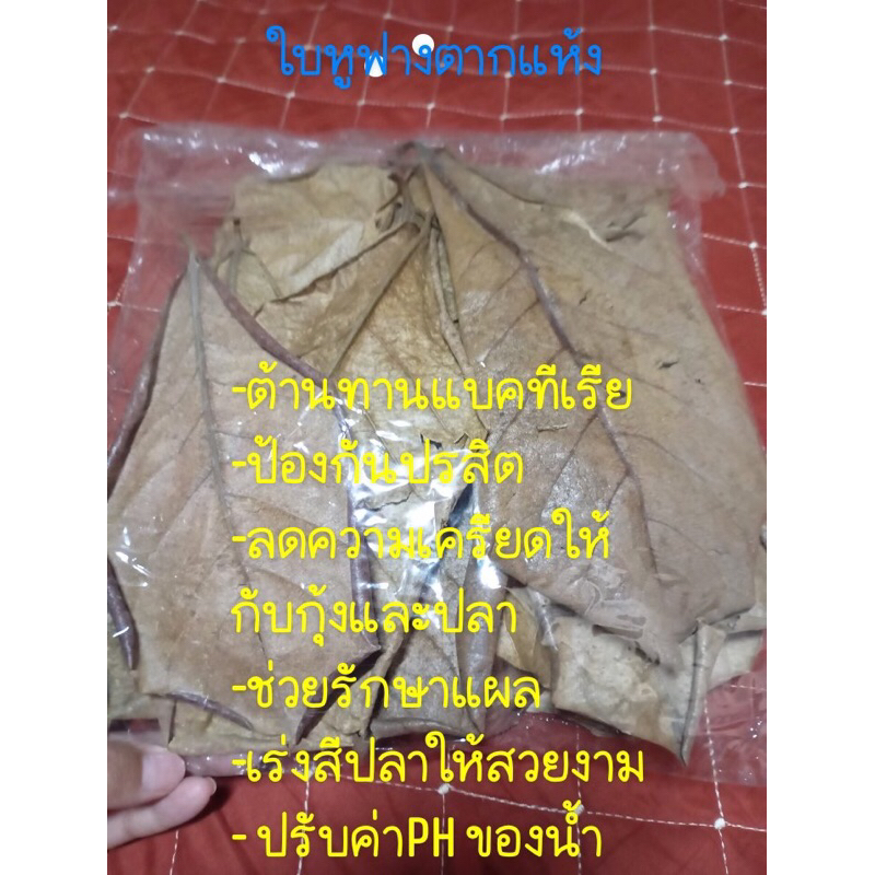 ใบหูกวางตากแห้ง จำนวน 15 ใบ สำหรับน้ำหมัก #ปลากัด