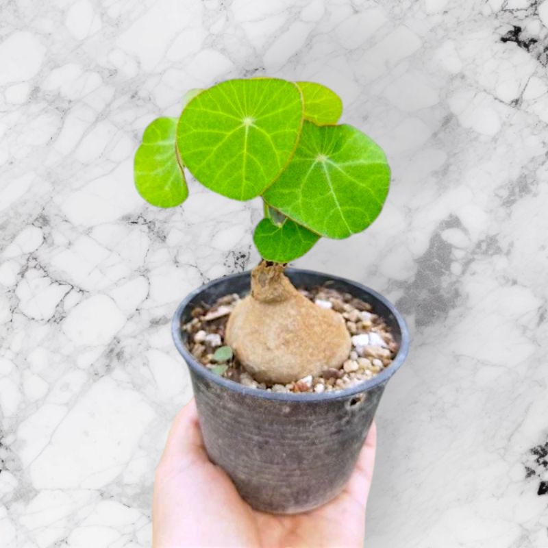 บัวบกโขดธรรมชาติหัวใหญ่ ขุดมือ100%