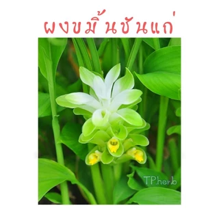 ผงขมิ้นชันแก่ ขนาด20g/50g/100g