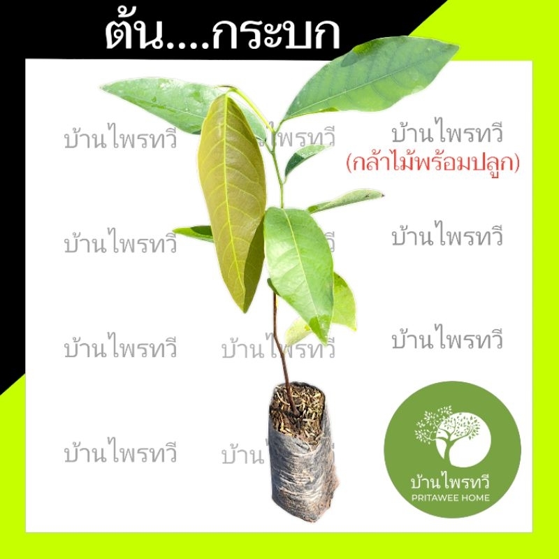 ต้นกระบก ไม้พร้อมปลูก ไม้ป่าหายาก ต้นกระบก   ต้นไม้ตาย ระหว่างขนส่ง เคลมฟรี กะบก กระบก ...