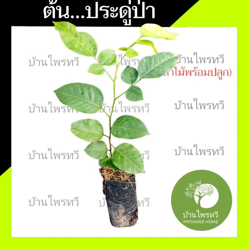 ต้นประดู่ป่า บ้านไพรทวี ประดู่ป่า ต้นไม้ตาย เคลมฟรี ทุกต้น เฉพาะ ระหว่างขนส่ง เท่านั้น ประดู่ ไม้มงคล ไม้เศรษฐกิจ