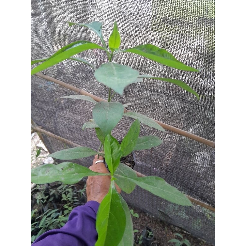 ต้นอังกาบหนูสูง สมุนไพรพื้นบ้าน ในถุงเพาะชำสูง 30-45cm