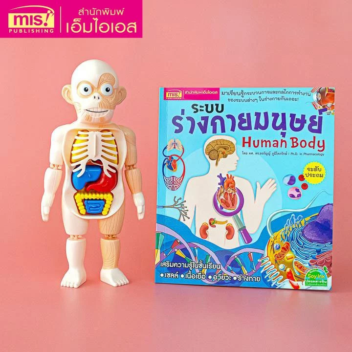 MISBOOK หนังสือระบบร่างกายมนุษย์ ระดับประถม พร้อมโมเดล Human Body และการ์ดคำศัพท์อังกฤษ-ไทย อวัยวะภายใน 11 ใบ thumbnail 4