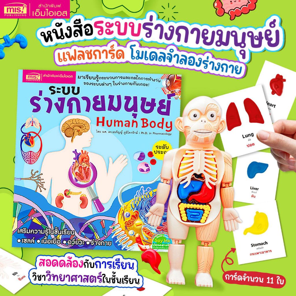 MISBOOK หนังสือระบบร่างกายมนุษย์ ระดับประถม พร้อมโมเดล Human Body และการ์ดคำศัพท์อังกฤษ-ไทย อวัยวะภา