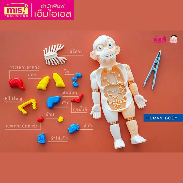 MISBOOK หนังสือระบบร่างกายมนุษย์ ระดับประถม พร้อมโมเดล Human Body และการ์ดคำศัพท์อังกฤษ-ไทย อวัยวะภายใน 11 ใบ thumbnail 8