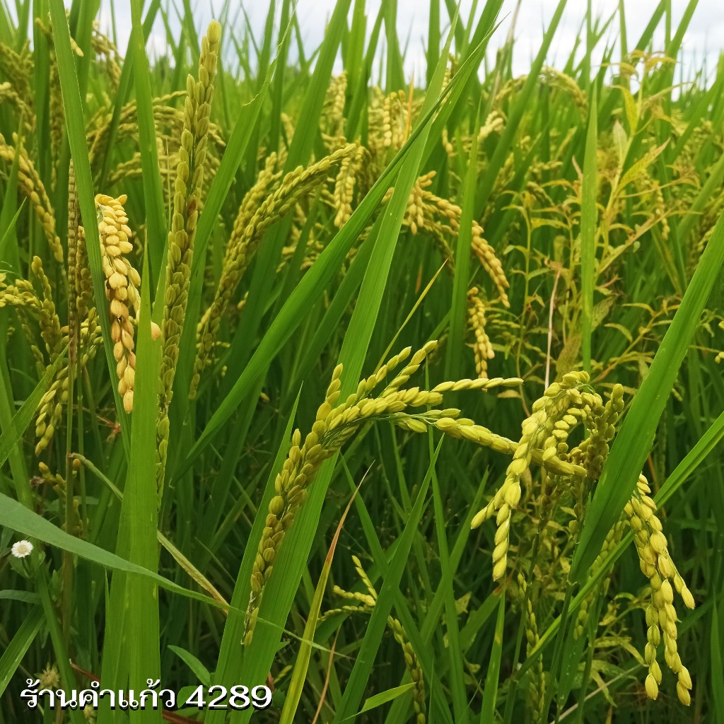 เมล็ดพันธุ์ข้าวญี่ปุ่น(กวก.2) บรรจุ 1 Kg. พันธุ์ข้าวอย่างดี คัดพิเศษ ปลูกได้ตลอดปี ปลูกเองขายเองโดยวิธีธรรมชาติ - รูปที่ 5