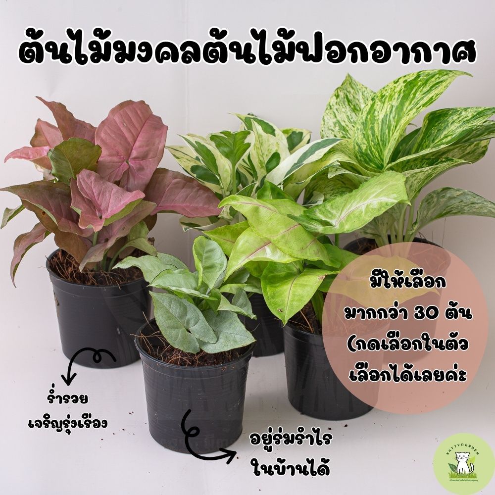 5 แถม 1 ต้นไม้มงคล ต้นไม้จิ๋ว ต้นไม้ฟอกอากาศ กดสั่ง 6 ต้นได้เลยค่ะ ระบบจะลดให้ 20 บาท