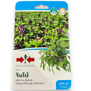 ศรแดง เมล็ด โหระพา จัมโบ้ (1000 เมล็ด)